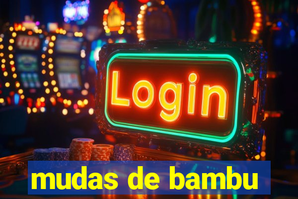 mudas de bambu